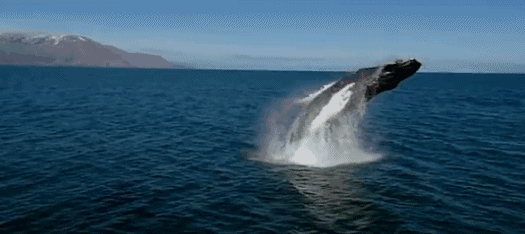 鯨魚(yú)7.gif